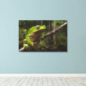 Phyllomedusa bicolor) 2 leinwanddruck (Insitu (Holzboden))