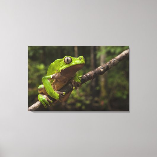 Phyllomedusa bicolor) 2 leinwanddruck (Vorderseite)