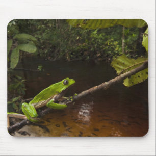Phyllomedusa bicolor) 2 mousepad