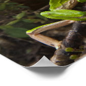 Phyllomedusa bicolor) 2 poster (Ecke)