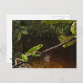 Phyllomedusa bicolor) 2 postkarte (Vorne/Hinten)