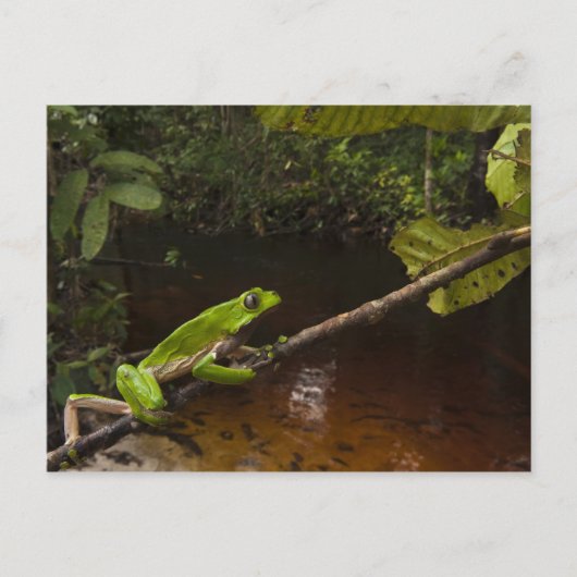 Phyllomedusa bicolor) 2 postkarte (Vorderseite)