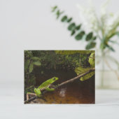 Phyllomedusa bicolor) 2 postkarte (Stehend Vorderseite)