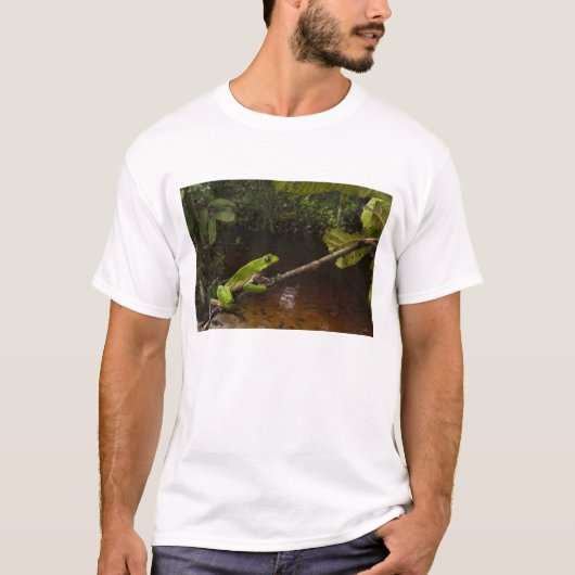 Phyllomedusa bicolor) 2 T-Shirt (Vorderseite)