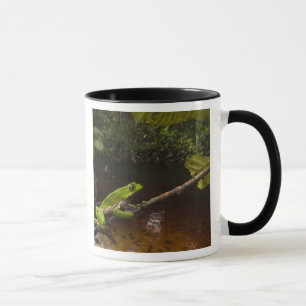 Phyllomedusa bicolor) 2 tasse