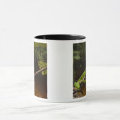 Phyllomedusa bicolor) 2 tasse (Zentrum)