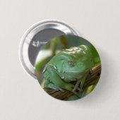 Phyllomedusa sauvagii button (Vorne & Hinten)