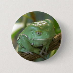 Phyllomedusa sauvagii button