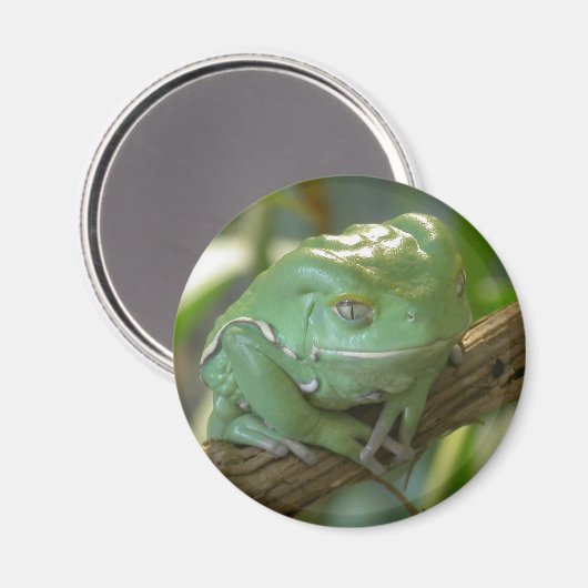 Phyllomedusa sauvagii magnet (Vorderseite/Rückseite)