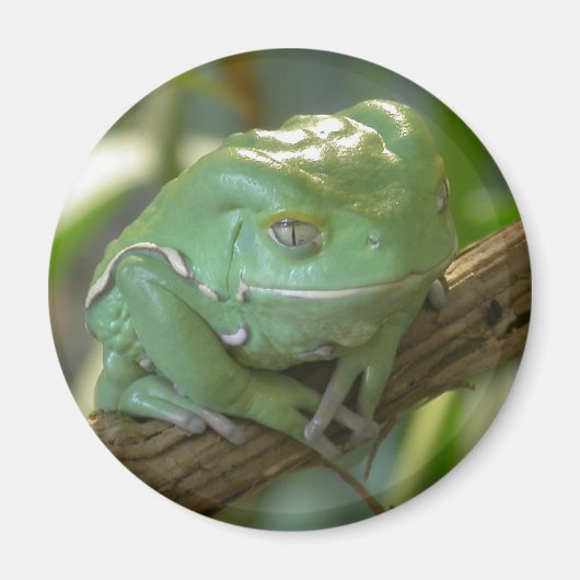 Phyllomedusa sauvagii magnet (Vorne)