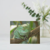 Phyllomedusa sauvagii postkarte (Stehend Vorderseite)