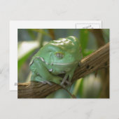 Phyllomedusa sauvagii postkarte (Vorne/Hinten)