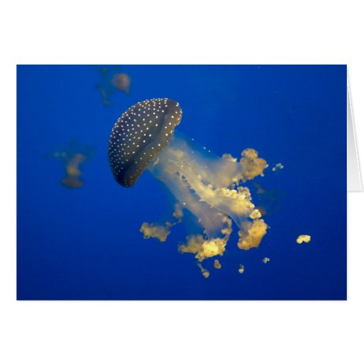 Phyllorhiza punctata (Vorderseite (Horizontal))