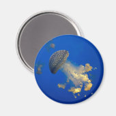 Phyllorhiza punctata magnet (Vorderseite/Rückseite)