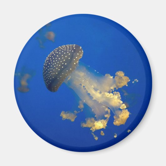 Phyllorhiza punctata magnet (Vorne)