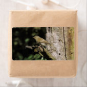 Phylloscopus collybita (Insitu)