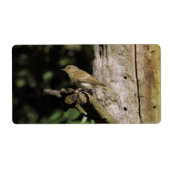 Phylloscopus collybita (Vorne)