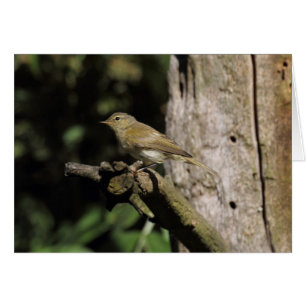 Phylloscopus collybita