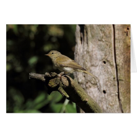 Phylloscopus collybita (Vorderseite (Horizontal))