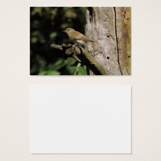 Phylloscopus collybita (Vorne & Hinten)