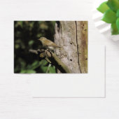 Phylloscopus collybita (Schreibtisch)