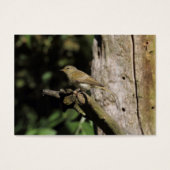 Phylloscopus collybita (Vorderseite)