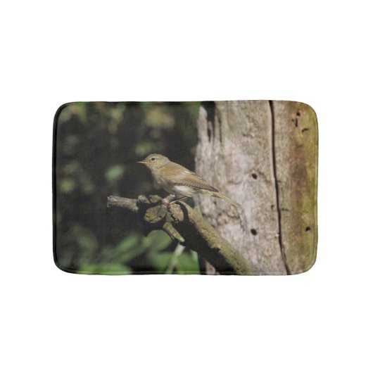 Phylloscopus collybita badematte (Vorderseite)