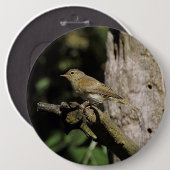 Phylloscopus collybita button (Vorne & Hinten)