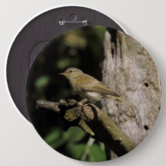 Phylloscopus collybita button (Vorne & Hinten)