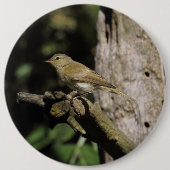 Phylloscopus collybita button (Vorderseite)