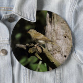 Phylloscopus collybita button (Beispiel)