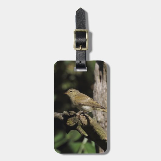 Phylloscopus collybita gepäckanhänger (Vorderseite vertikal)