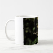 Phylloscopus collybita kaffeetasse (Links)