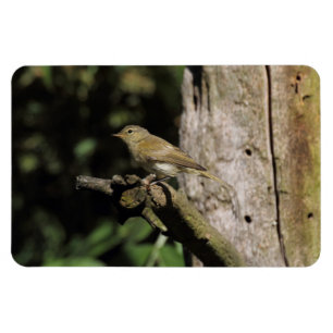 Phylloscopus collybita magnet