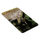 Phylloscopus collybita magnet (Rechte Seite)