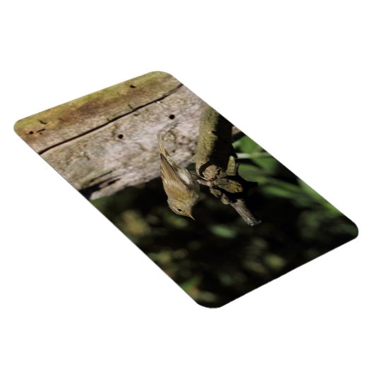 Phylloscopus collybita magnet (Rechte Seite)