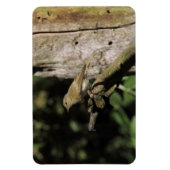 Phylloscopus collybita magnet (Vertikal)