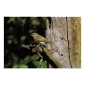 Phylloscopus collybita poster (Vorderseite)