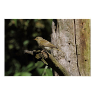 Phylloscopus collybita poster
