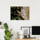 Phylloscopus collybita poster (Heimbüro)