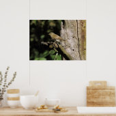 Phylloscopus collybita poster (Küche)