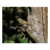 Phylloscopus collybita poster (Vorderseite)