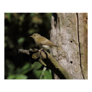 Phylloscopus collybita poster