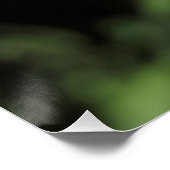 Phylloscopus collybita poster (Ecke)