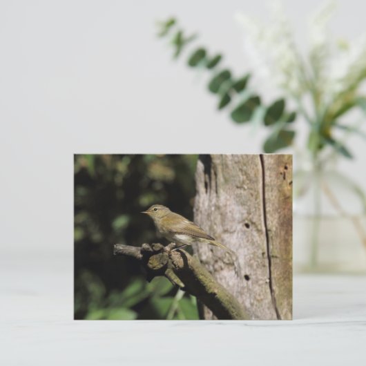 Phylloscopus collybita postkarte (Stehend Vorderseite)