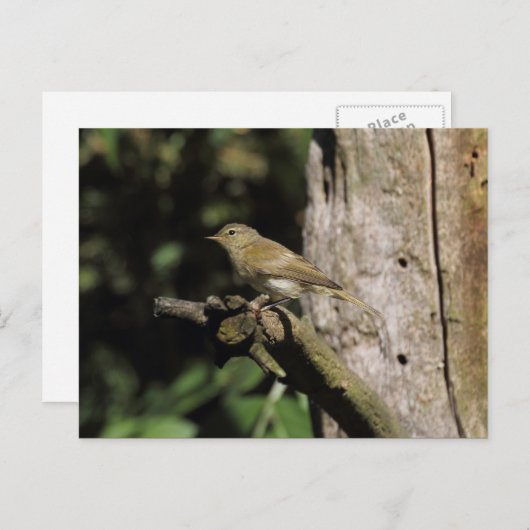 Phylloscopus collybita postkarte (Vorne/Hinten)