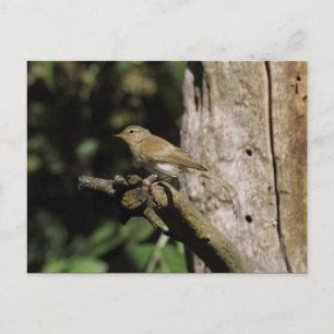 Phylloscopus collybita postkarte