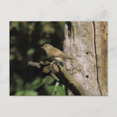 Phylloscopus collybita postkarte (Vorderseite)