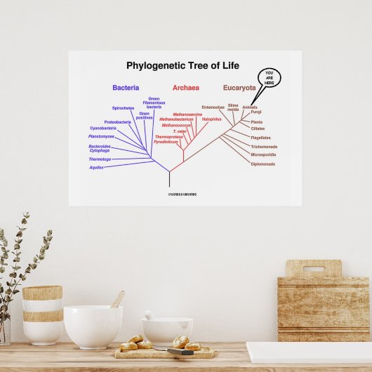Phylogenetischer Baum des Lebens, den Sie hier sin Poster (Küche)