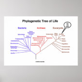Phylogenetischer Baum des Lebens, den Sie hier sin Poster (Vorne)